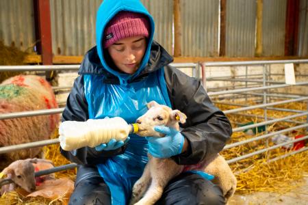 student feeding a lamb